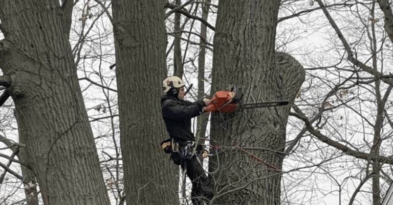 Trusted Tree Removal Service Near Me: Your Guide to Safe, Efficient Solutions