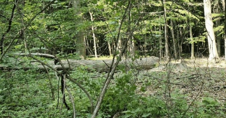 Reliable Tree Logging Service Near Me: Ensuring Safe and Efficient Tree Management